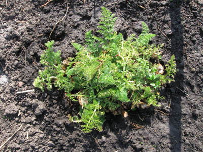 Fenchel - Anfang April.jpg