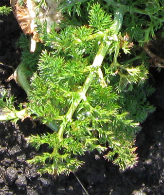 Fenchel - Nahaufnahme.jpg