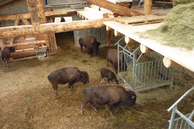 Aufrichte Ueberdachung 039.JPG