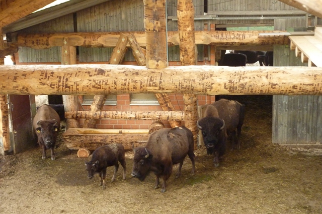 Aufrichte Ueberdachung 020.JPG