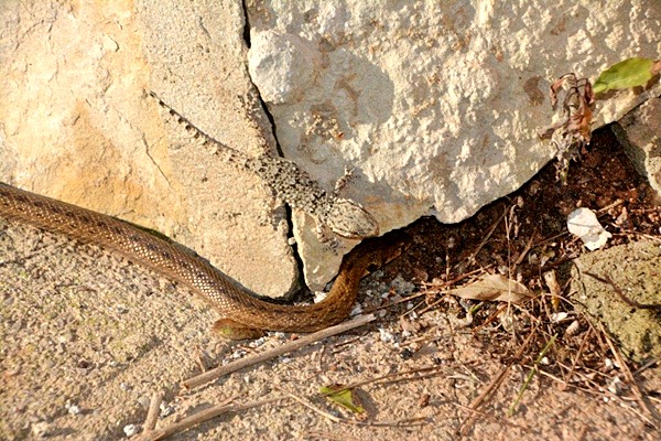 Schlange mit Gekko.jpg