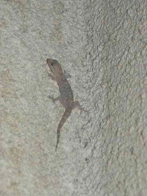 k-gecko2.jpg