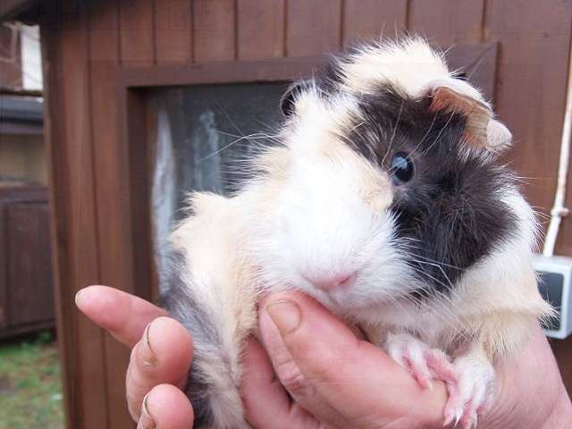 wuschelchen 4 wochen alt.JPG