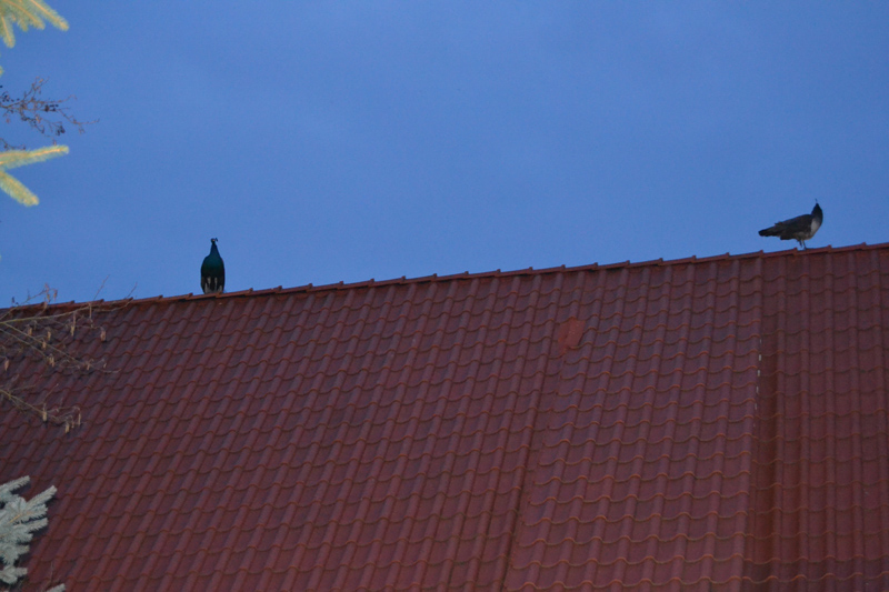 DSC_0014-250.jpg