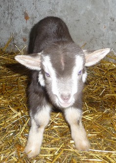 Das ist die Kleine von der Mama, die zu wenig Milch hat. Ist inzwischen wesentlich kräftiger und so frech, dass sie sich an jedem Nippel im Vorbeigehen einen Schluck holt.