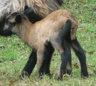 Und zur Abwechslung noch ein Nolana-Schäfchen