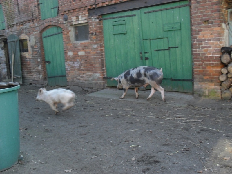 schweineumzug1_800.jpg