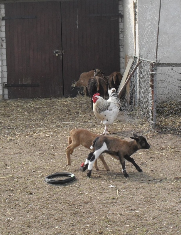 lämmergalopp kl.jpg