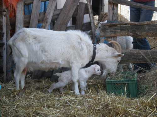 Unser erstes Böckchen 5 tage alt