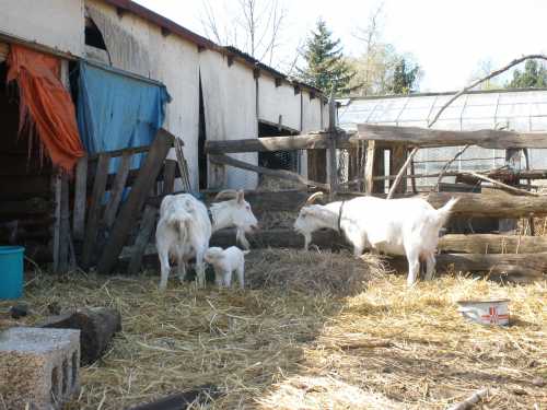 Luzi ist eine erfahrene Mutter