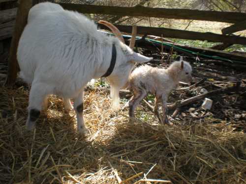 Das zweite Böckchen 1 Stunde alt und Lulu, die zum ersten mal Nachwuchs bekommen hat