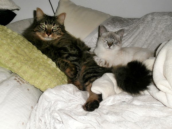 Johnny und Jacky auf der Couch.JPG