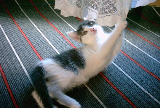 Katzenbabys_und_Gardinen-der_Alptraum_fuer_Dosis.jpg