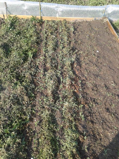 Erbsen zwischen Grünschnitt-Mulch