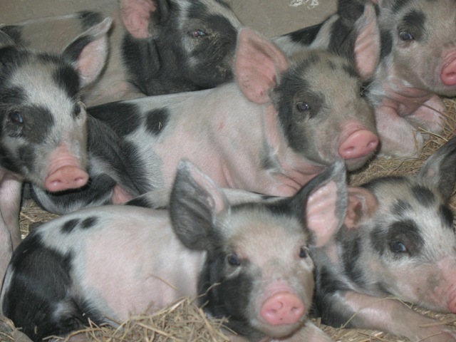 piggies.JPG