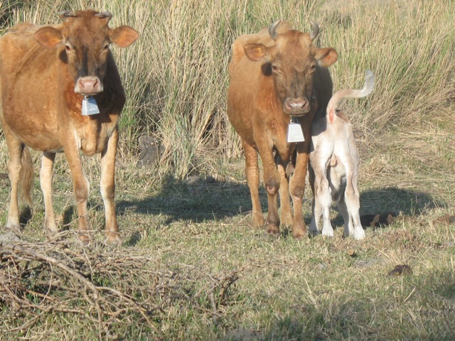 1stbullcalf.JPG