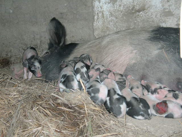 piggies2.JPG