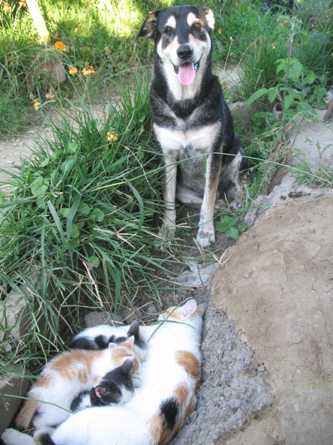 neidischer hund.JPG