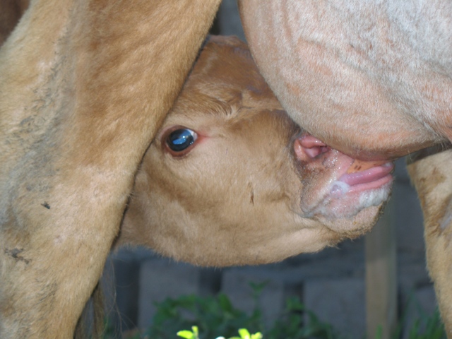 milkies.JPG