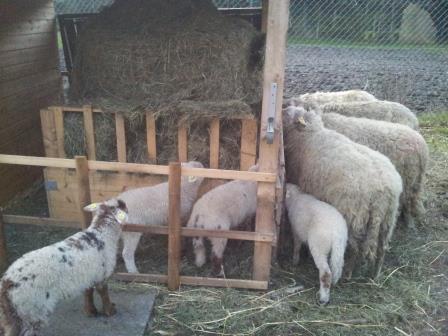 rundballenraufe 3.jpg