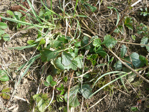 Was ist das für eine Pflanze 20110325 P1090591.JPG