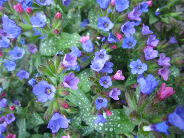 Lungenkraut Pulmonaria officinalis