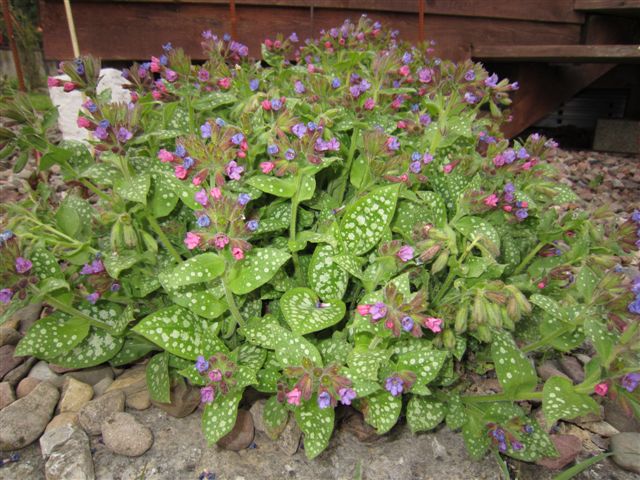 Lungenkraut Pulmonaria officinalis