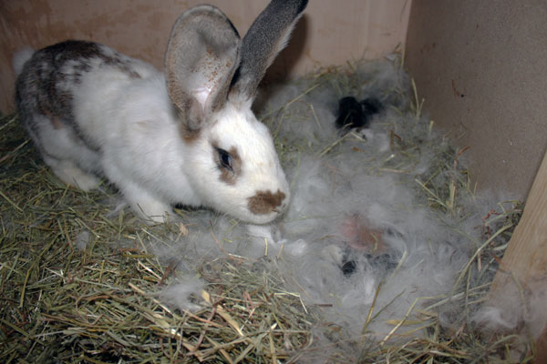 Die Nester werden gut bewacht ;-)