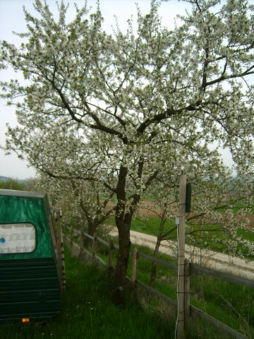 kirschblüte2.jpg