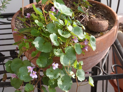 blumen 004.jpg