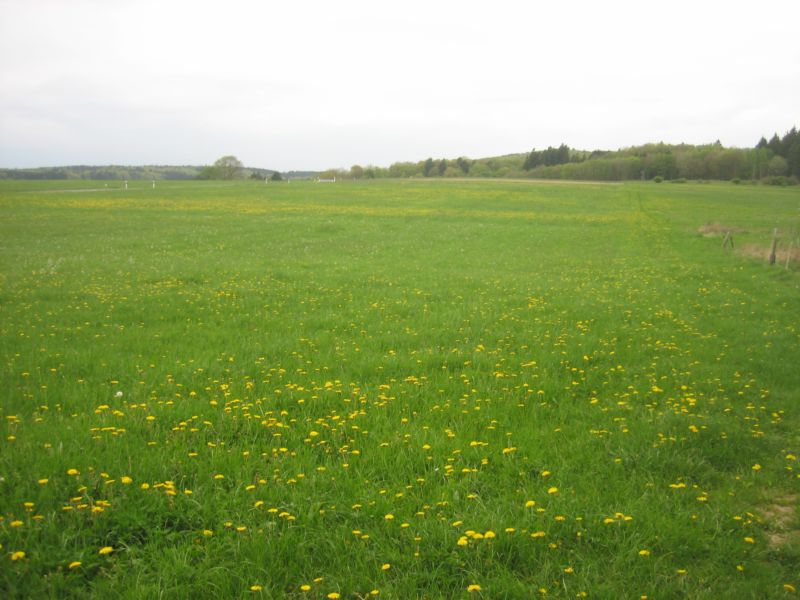 Frühling 414 002.jpg