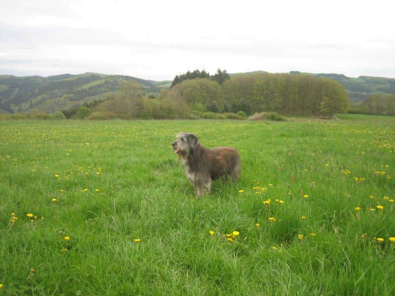 Frühling 414 004.jpg