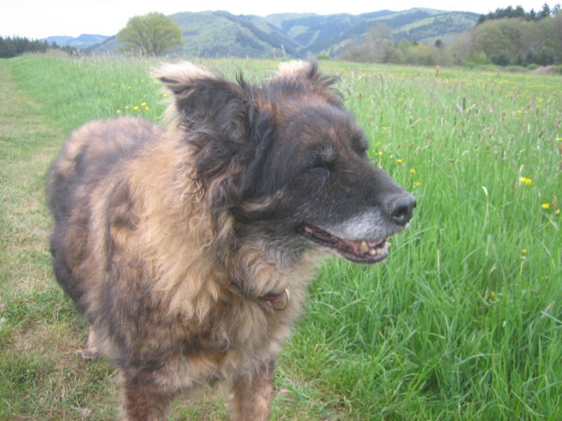 Frühling 414 005.jpg