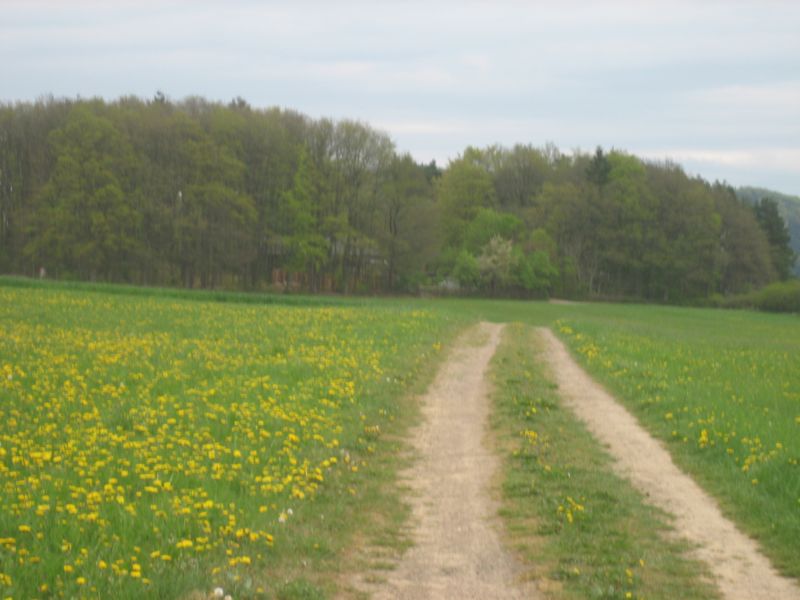 Frühling 414 006.jpg