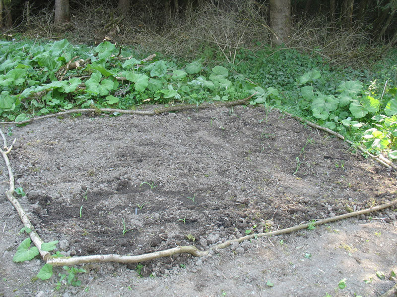 Kartoffeln waren schon drin. Heute habe ich es nun gewagt und auch den Mais ausgepflanzt. Rechts welchen mit vielfarbigen Kolben, vorn links 6 Pflänzchen Bantam. Dazwischen blauer Lein und Borretsch.