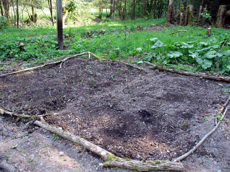 Und das zweite Kartoffel-Maisbeet. Hier wohnt nun der rote Hühnermais, außerdem Kolbenhirse und Gewürztagetes.