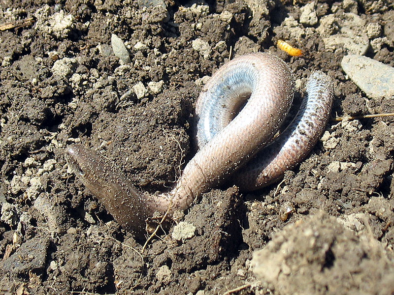 Im jetzigen Rhabarberbeet traf ich zwei niedliche Blindies. Hier die fotogenere der beiden.