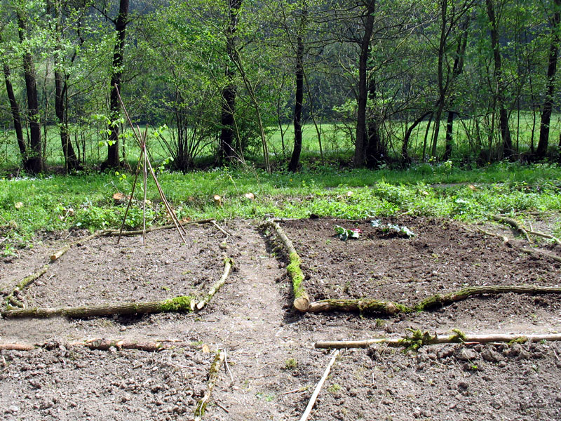 Im linken Beet die Rankhilfe für Erbse African Bell, im rechten der umgetzte Rhabarberfindling von gestern. Der ist nicht welk, nur komisch gewachsen, weil die Wurzeln beim Pflügen gewendet wurden und die Triebe sich um die Wurzeln herum den Weg ans Licht gesucht haben. Im neuen Beet sitzen die Wurzeln nun wieder richtig.