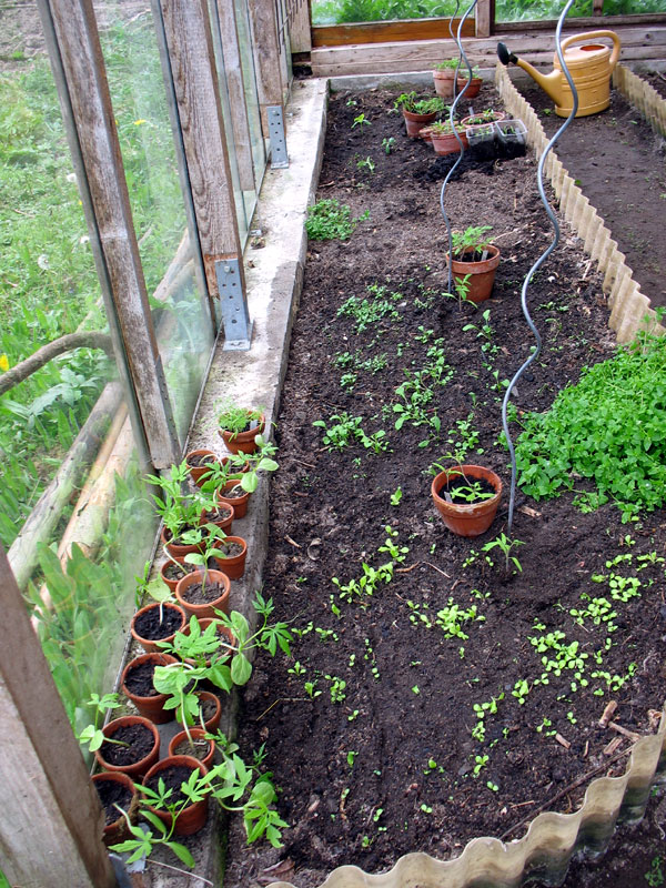 Linke Seite: Tomaten, Gurken, Vogelmiere und Salat in der Erde, Paprika etc. noch in Töpfen, Inkagurken in Wartestellung.