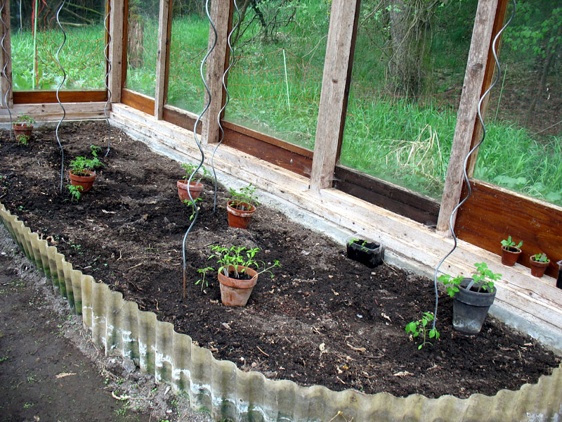 Rechte Seite: Tomaten und Kohlrabi in der Erde, Minigurken noch in der Schale, paar Außenpflänzchen in Wartestellung.