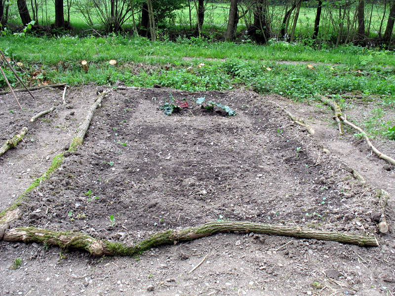 Neue Gesellschaft für den Rhabarber: Vorgezogener Rotkohl und Weißkohl, Buschbohnen Linera gesteckt.