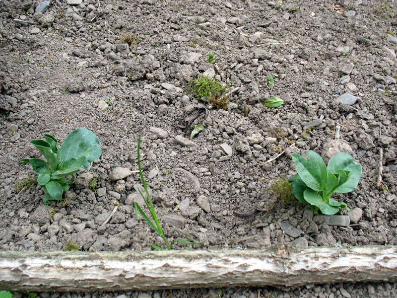 Nur 7 von 12 gesteckten Dickebohnen haben es scheinbar geschafft.