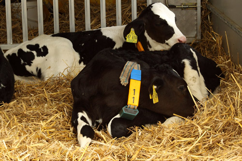 Schwarzbunte Holsteins (Bullenkälber wahrscheinlich).
