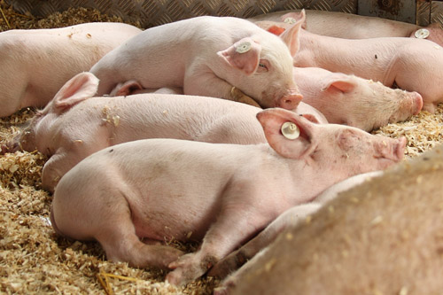 Sau mit Ferkeln - was auch immer aus denen geworden ist, in den Stall gehen die sicher nicht mehr zurück (Infektionsgefahr).