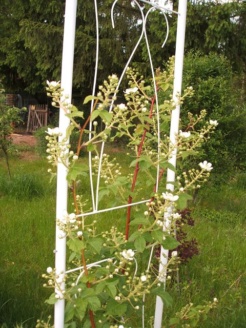 k-brombeere.jpg