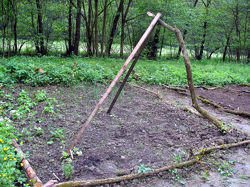 Im Beet mit Erdbeeren, Zwiebeln, Knoblauch, Porree und Inka-Gurken ist alles im grünen Bereich. :)