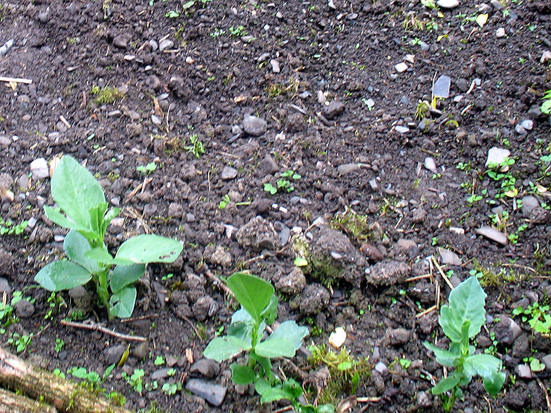 Den Dickebohnen geht es recht gut.