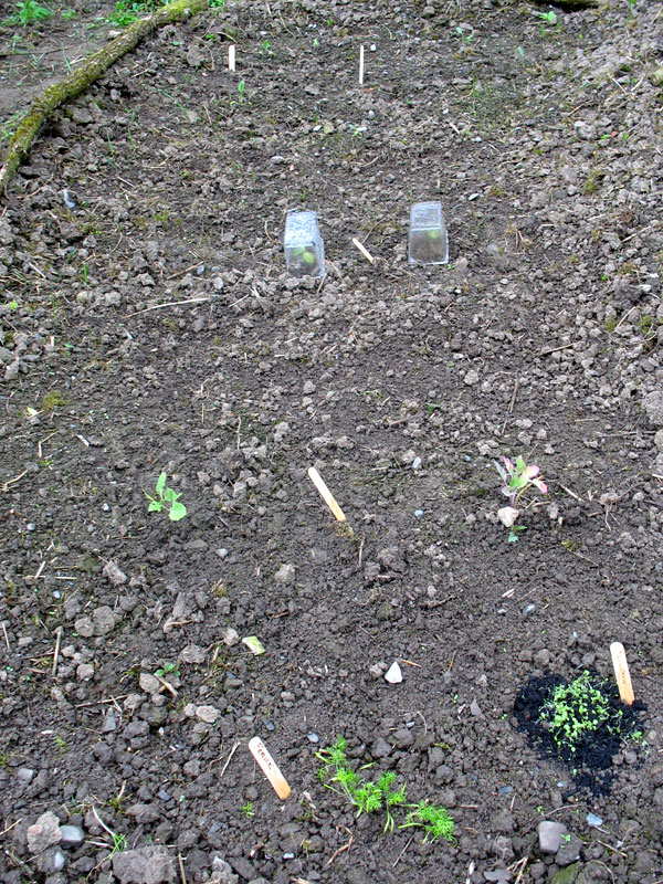Das Beet mit den beiden überlebenden Vorgebirgstrauben. Nun abgedeckt.