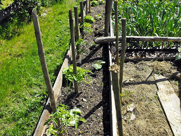 Freilandtomaten im erhöhten Beet