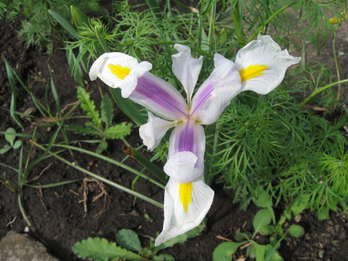 unbekannte_Blume.jpg